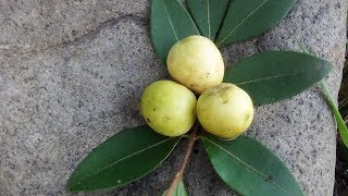 El mirto arrayÃ¡n murta guayabillo Psidium sartorianum [upl. by Terri940]