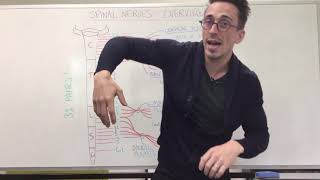 Spinal Nerve Plexus  Peripheral Nervous System [upl. by Jeffie]