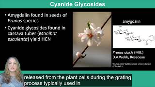 Plant Secondary Metabolism Terpenoids Lectins and Glycosides [upl. by Nibroc]