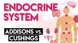 Addisons vs Cushings  Endocrine System Part 2 [upl. by Kellda291]