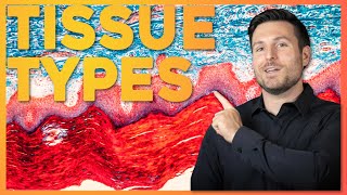 Intro to Histology The Four Tissue Types  Corporis [upl. by Lissi]