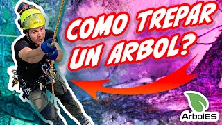 Cómo escalar un árbol de manera segura con la técnica DRT básico  Tutorial 🌳 [upl. by Yezdnil]