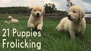 21 Adorable Golden Retrievers Puppies Play in a Field [upl. by Romonda]