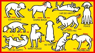 How to Understand Your Dog Better [upl. by Jaylene937]