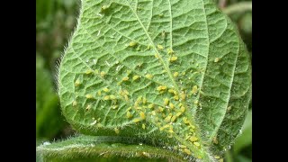 How to rid your garden of Aphids and White Flies [upl. by Rebmat146]