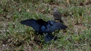 Brown headed cowbird call sound amp courtship dance [upl. by Enilec]