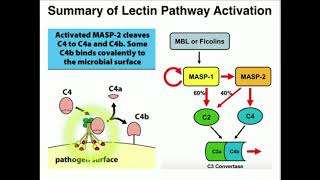 Lectin Pathway of Complement Activation [upl. by Naivaf]