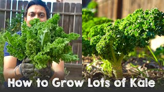 How to Grow Lots of Kale  Complete Guide Seed to Harvest [upl. by Slade]