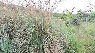 Citronella Grass Cymbopogon nardus [upl. by Ayouqes369]