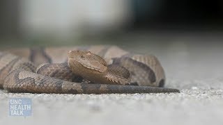 Man Loses A Finger From Venomous Snake Bite  Savage Wild  Real Wild [upl. by Euf]