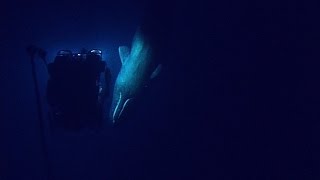 Rare Sperm Whale Encounter with ROV  Nautilus Live [upl. by Koah]