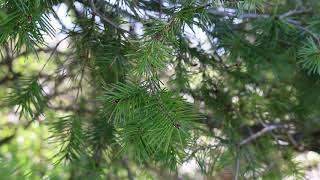 Douglas fir Pseudotsuga menziesii  Plant Identification [upl. by Atikahc]