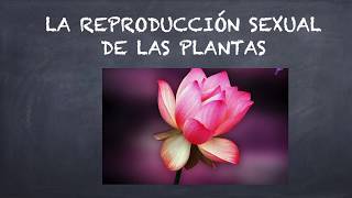 La reproducción sexual de las plantas [upl. by Haissi]