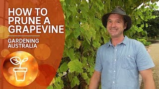 How to prune a grapevine [upl. by Sabine]