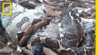 The Boa in My Backyard  National Geographic [upl. by Inahc]