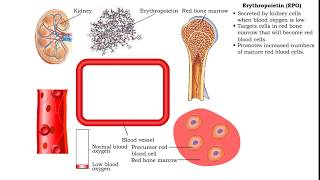 Red Blood Cells  Erythropoietin EPO [upl. by Sito693]