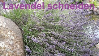 Lavendel richtig zurückschneiden  Lavendel schneiden  Wie schneide ich Lavendel Lavendula [upl. by Artiek571]