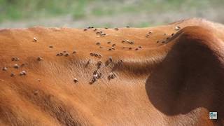 Horn Flies Haematobia irritans on Cattle [upl. by Ymij378]