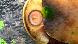 Nerite Snails Ferociously Eating Algae [upl. by Gun191]