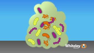 Biofilm Formation  Whiteley Medical [upl. by Isoj]