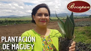 🌵 Un día plantando maguey  🔴Bocapan [upl. by Latoyia]