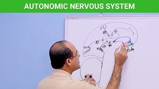 Autonomic Nervous System  Neuroanatomy 🧠 [upl. by Ihskaneem]