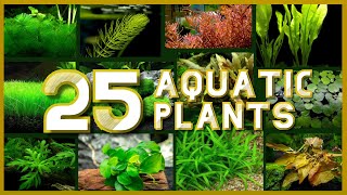 Types of Aquatic Plant for your Aquarium [upl. by Airdnazxela976]