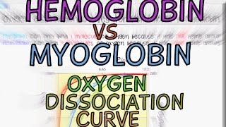 Hemoglobin vs Myoglobin Oxygen Dissociation Curves [upl. by Idurt437]