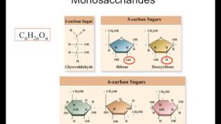 Carbohydrates from monomers to polymers [upl. by Caassi]