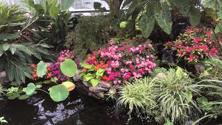 “Into the Weeds” Aquatic Plants  The Barefooted Gardener [upl. by Hooge]