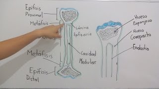 Estructura ósea [upl. by Hasheem]