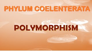 Polymorphism in Cnidarians [upl. by Zalea]