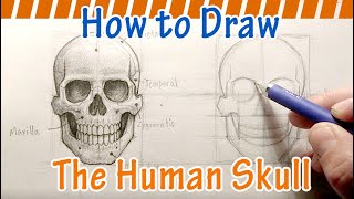 How to Draw a Human Skull [upl. by Avat]