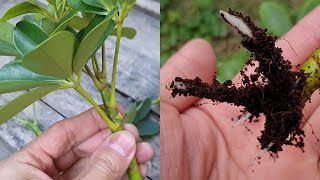 How to grow Schefflera plant from cuttings  Propagate the Schefflera plants  Umbrella Tree [upl. by Kilam240]