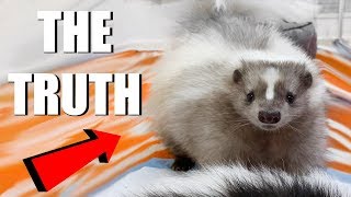 SKUNKS AS PETS  What You Need To Know  EMZOTIC [upl. by Llij]