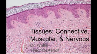 Tissues Part 2 Connective Muscular and Nervous Tissues [upl. by Eiffub]