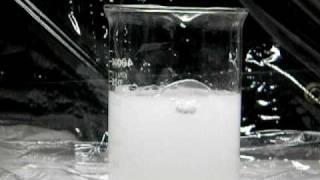 Calcium Reacts with Water [upl. by Weisburgh]