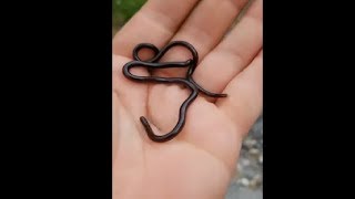 Everything You Need To Know About The Brahminy Blind Snake Species [upl. by Lorn]