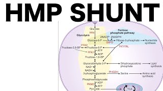 HMP Shunt Pentose Pathway [upl. by Ahsataj]