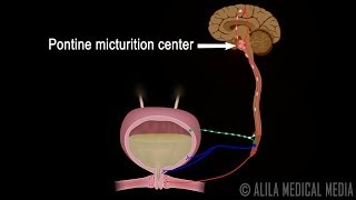 Micturition Reflex  Neural Control of Urination Animation Video [upl. by Aholah597]