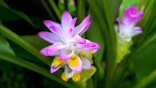 Turmeric Flowers are STUNNING We Grow A Whole Spectrum of Curcuma Varieties [upl. by Nemra]