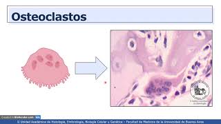 VIDEHISTO 11  Tejido óseo  Tipos celulares [upl. by Erdnoed957]