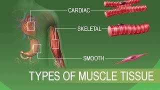 Anatomy and Physiology of Tissues [upl. by Simetra]