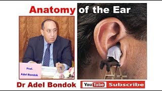 Anatomy of the Ear Dr Adel Bondok [upl. by Sloatman]