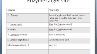 Proteolytic cleavage of peptide [upl. by Anet]