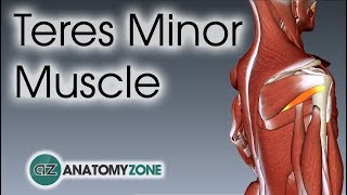 Teres Minor  Muscle Anatomy [upl. by Dulcea]