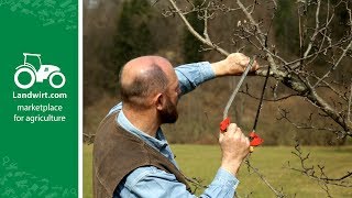 Obstbäume richtig schneiden  landwirtcom [upl. by Ahsenauq]