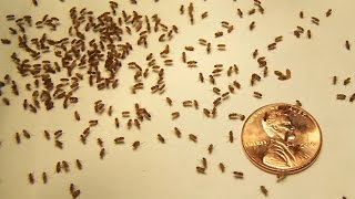 Home Remedies to Get Rid of Gnats [upl. by Aron]