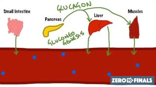 Blood Glucose Regulation and Diabetes [upl. by Vezza]