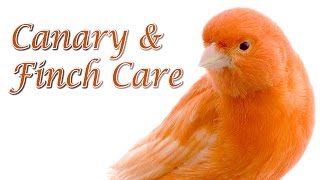 Canary and Finch Care  Requested [upl. by Lafleur22]